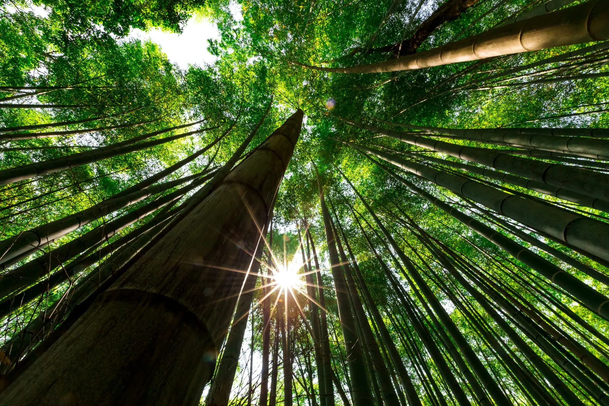 Sunburst through tall bamboo forest canopy